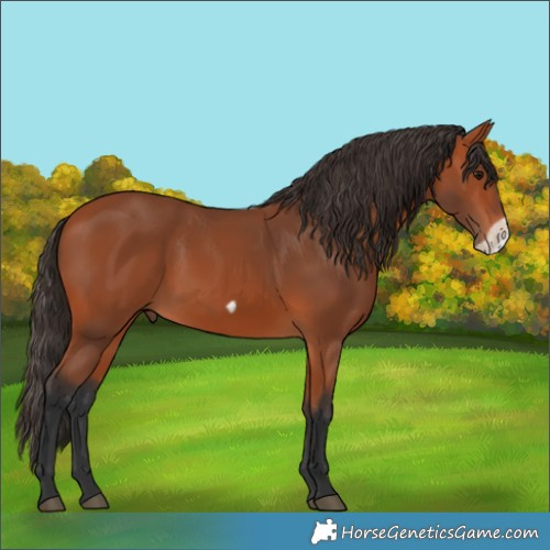 Horse Color:Bay Frame 