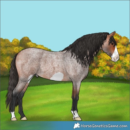 Horse Color:Bay Roan Frame 