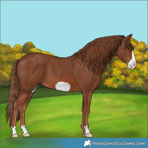 Horse Color:Chestnut Frame