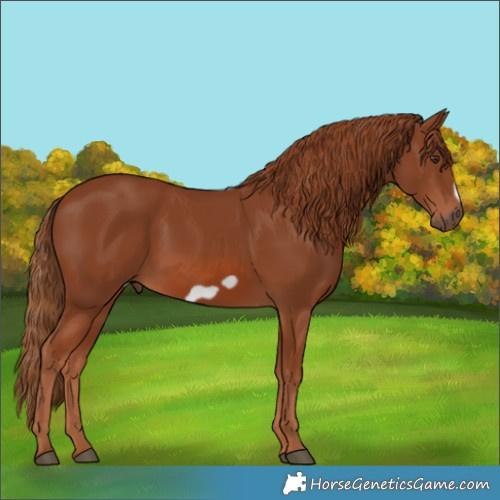 Horse Color:Chestnut Frame