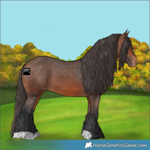 Horse Color:Bay Varnish 