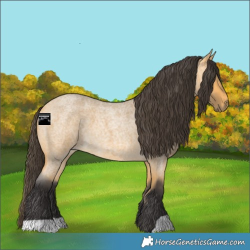 Horse Color:Buckskin Roan 