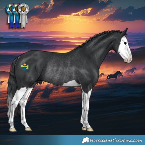Horse Color:Black Splash Rabicano 