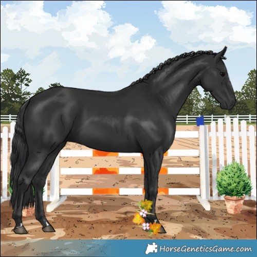 Horse Color:Black 