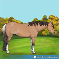 Horse Color:White Spotted Bay Dun Rabicano  and White Spotted Bay Dun Rabicano 