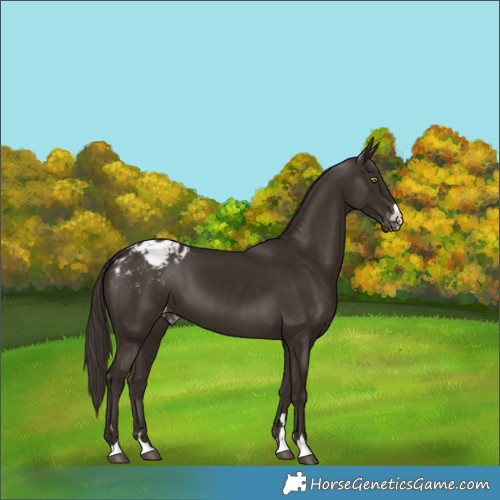 Horse Color:Liver Chestnut Varnish 