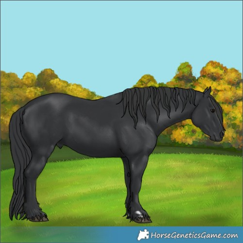 Horse Color:Black and Black Rabicano