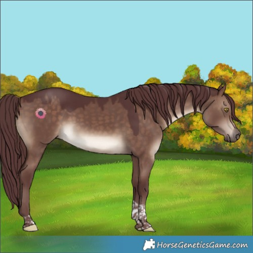 Horse Color:Chocolate Brown Dun Tobiano Rabicano 