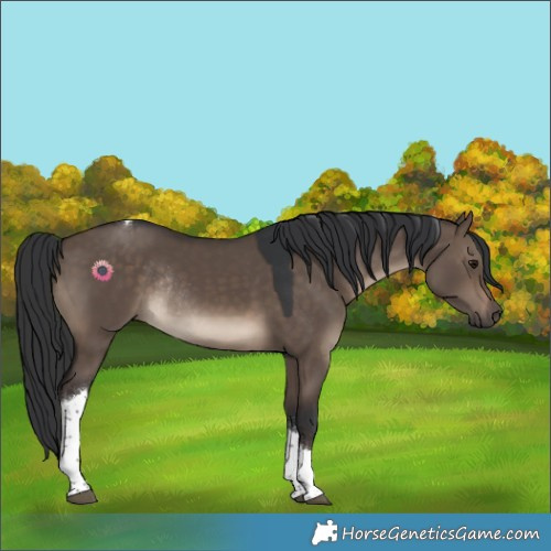 Horse Color:Brown Dun Tobiano Rabicano 