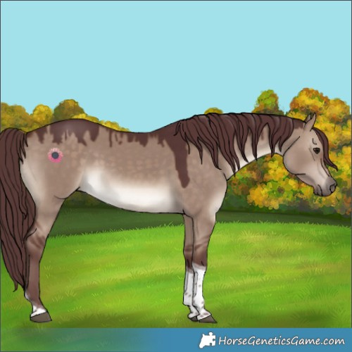 Horse Color:Chocolate Brown Dun Tobiano 