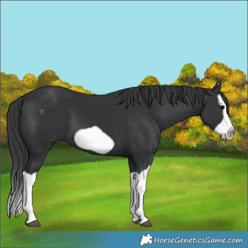 Horse Color:Black Splash Frame
