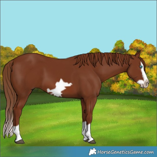 Horse Color:Chestnut Splash Frame 