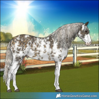 Horse Color:Silver Buckskin Sabino