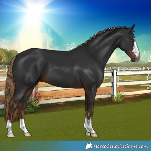Horse Color:Gray Liver Chestnut 
