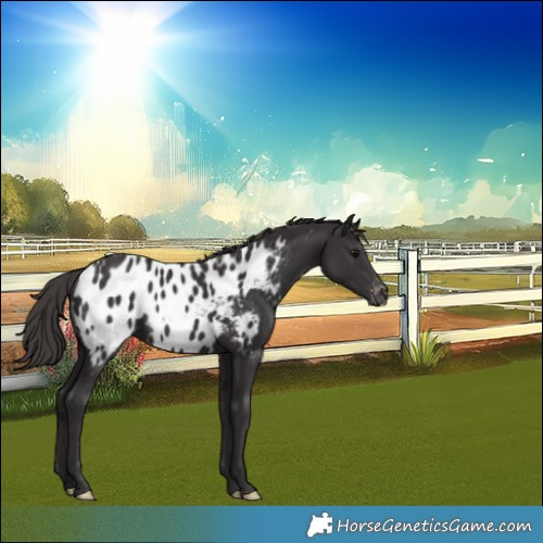 Horse Color:Smoky Black Blanket