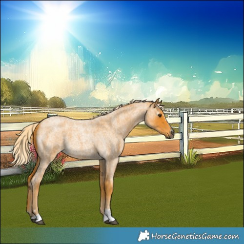 Horse Color:Gray Palomino Roan 