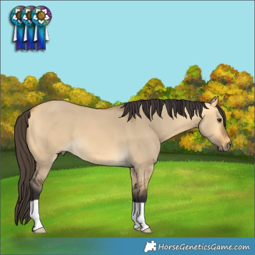 Horse Color:Buckskin Dun