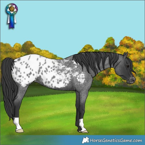 Horse Color:Blue Roan Blanket