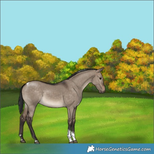 Horse Color:Brown Dun Tobiano