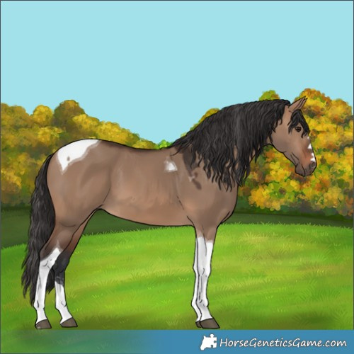 Horse Color:Brown Dun Tobiano
