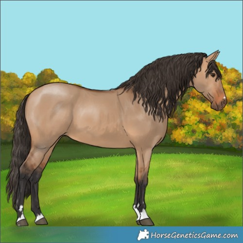 Horse Color:Bay Dun