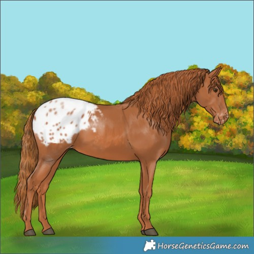 Horse Color:Chestnut Blanket 