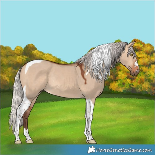 Horse Color:Silver Bay Dun Tobiano Rabicano 