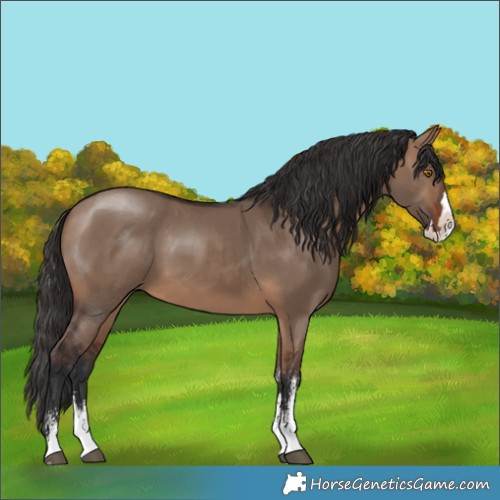 Horse Color:Brown Dun Sabino Splash 