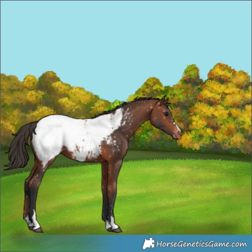 Horse Color:Bay Near Fewspot 