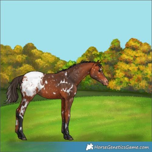 Horse Color:White Spotted Bay Snowcap 