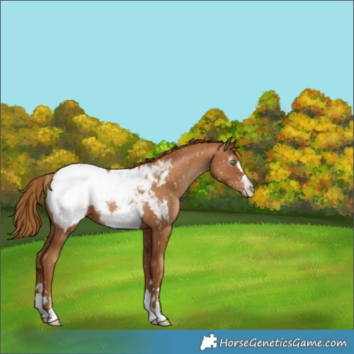 Horse Color:Gray Chestnut Pearl Snowcap 