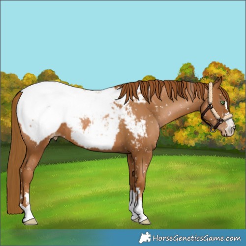 Horse Color:Gray Chestnut Pearl Snowcap