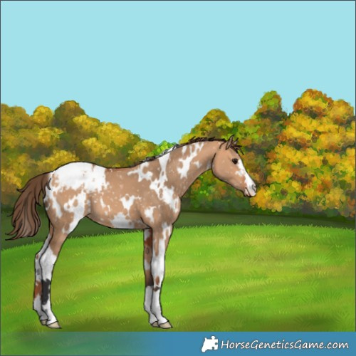 Horse Color:White Spotted Bay Dun Snowcap 