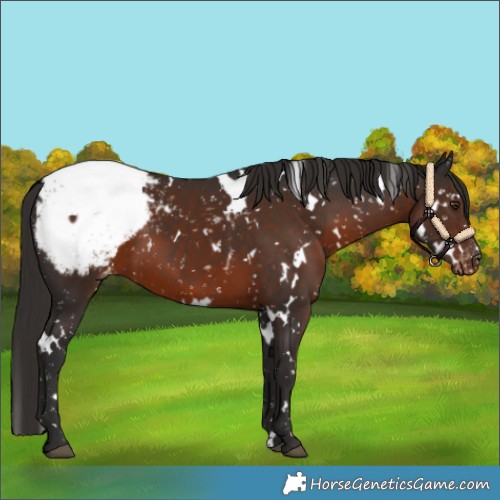 Horse Color:White Spotted Liver Chestnut Snowcap 