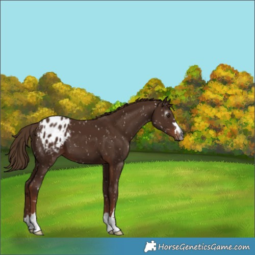 Horse Color:Gray Chestnut Blanket 