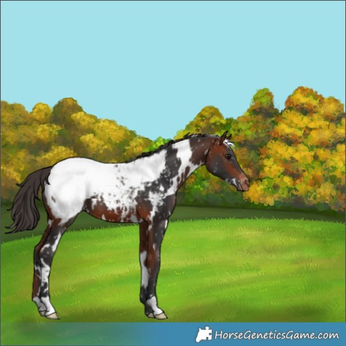 Horse Color:White Spotted Bay Snowcap