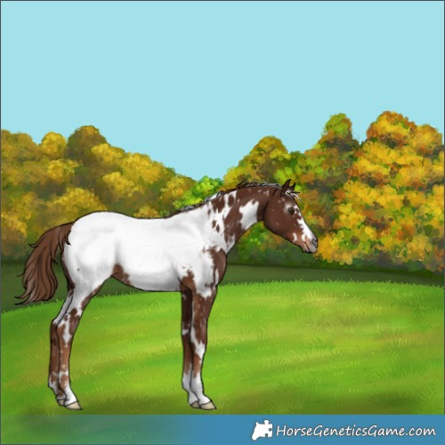 Horse Color:Gray White Spotted Chestnut Snowcap 