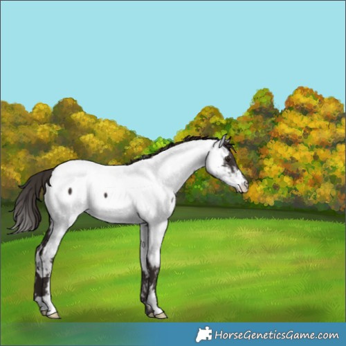 Horse Color:White Spotted Liver Chestnut Near Fewspot