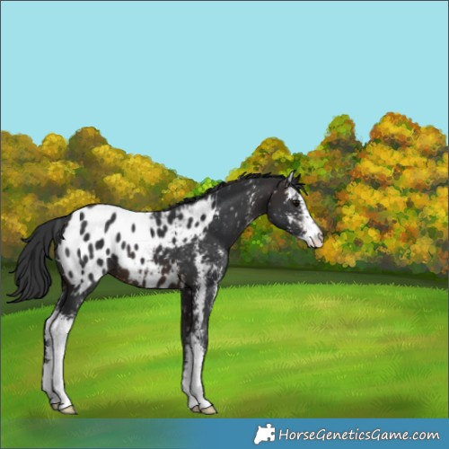Horse Color:Brown Sabino Blanket 