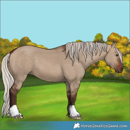 Horse Color:Unknown