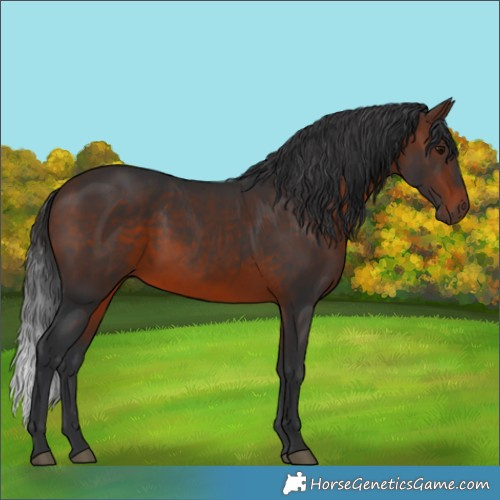 Horse Color:Brown 