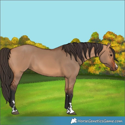 Horse Color:Bay Dun 