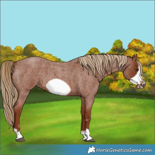 Horse Color:Red Roan Frame 