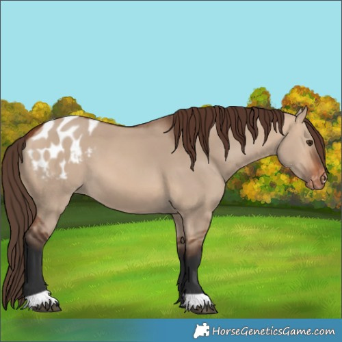 Horse Color:Unknown 