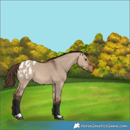 Horse Color:Unknown 