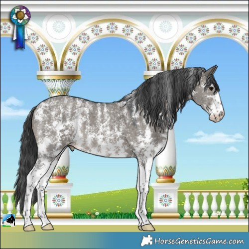 Horse Color:Powder White Grullo Sabino 