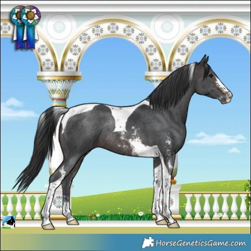 Horse Color:Brown Sabino Tobiano Rabicano