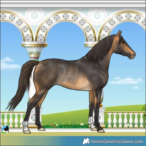 Horse Color:Buckskin Rabicano