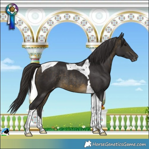 Horse Color:Buckskin Tobiano Varnish Rabicano