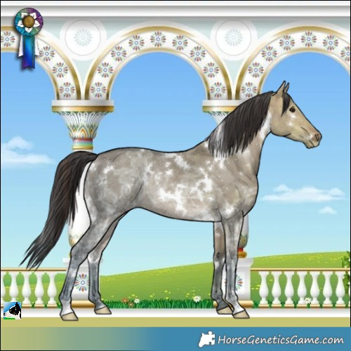 Horse Color:White Spotted Brown Ice Dun 